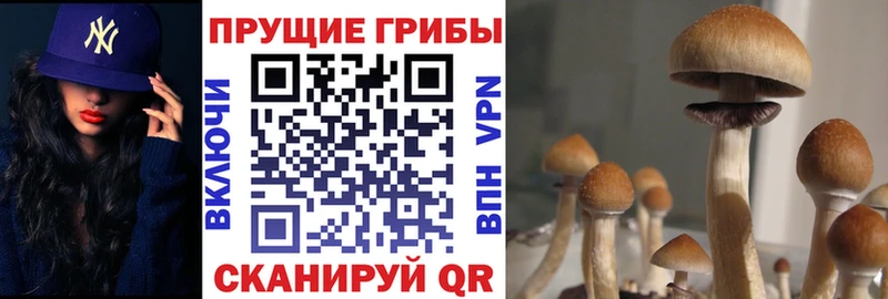 Галлюциногенные грибы Psilocybine cubensis  Купить  Крымск 